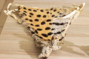 majobo indloti