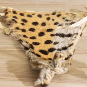 majobo indloti